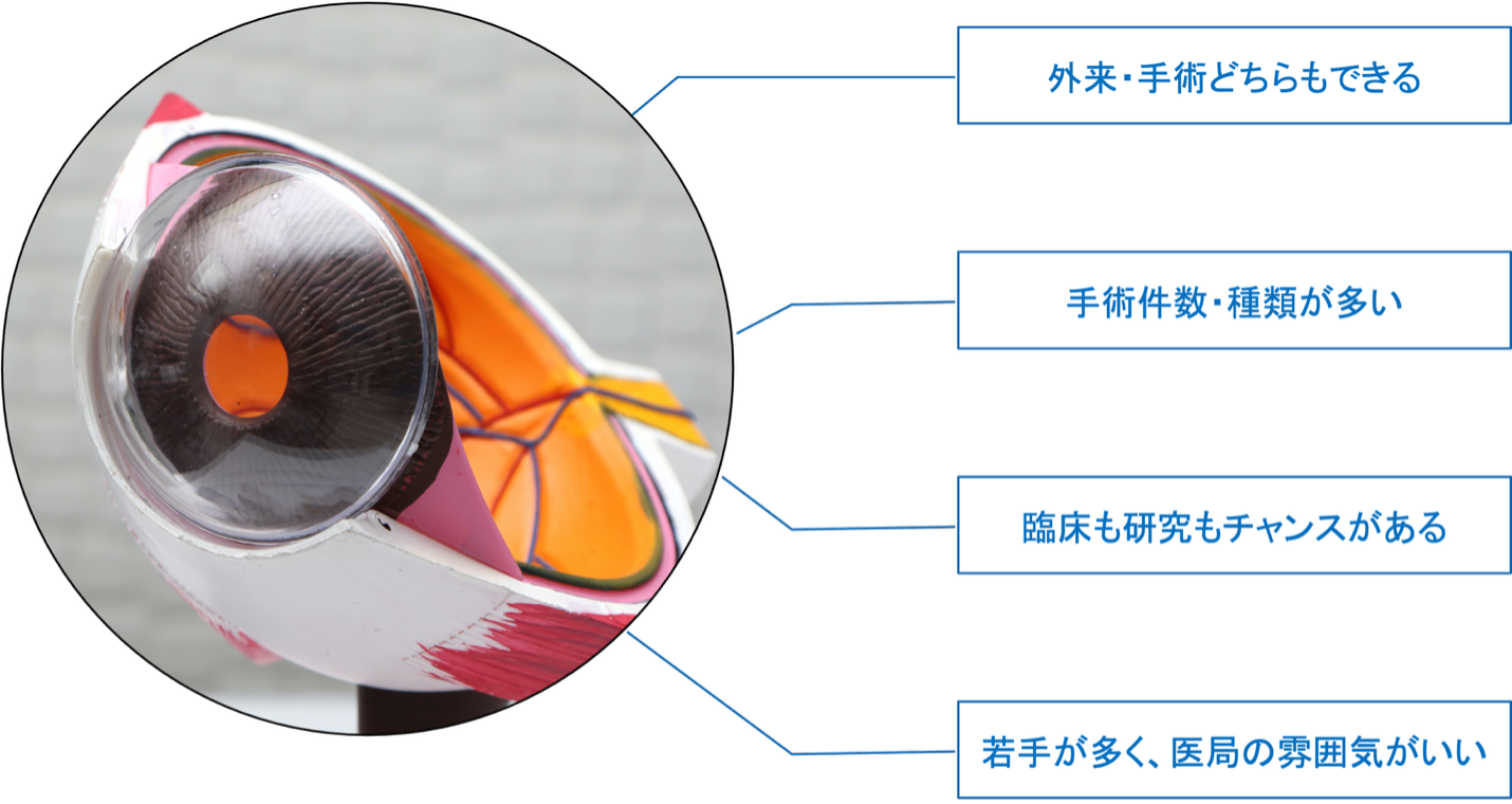 東北大学医学部 眼科学教室chiaki_2｜ 東北大学医学部 眼科学教室